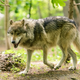 Illustration for article titled North Americas Rarest Wolves Are Deemed Endangered...ish